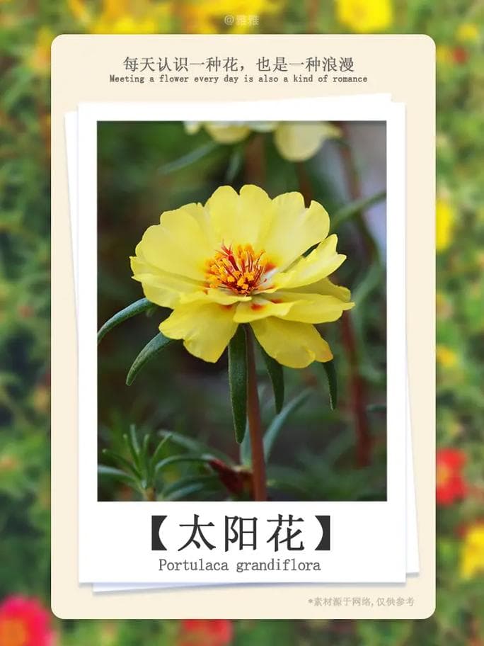 为什么最爱太阳花？——解读自然界的「光明使者」