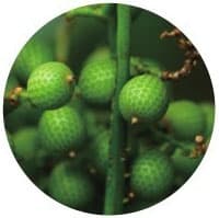 故宫五线菩提：从植物学特征到文化价值
