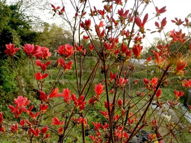 野外遇这6种植物千万别乱挖，一不小心可能要坐牢