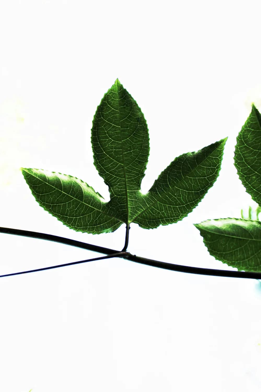 四季感冒胶囊：常见感冒药的安全使用指南