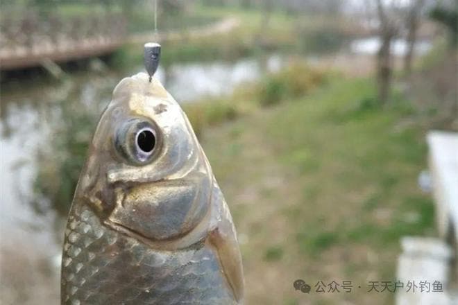 七星漂多种钓法详解：春季野钓最强钓法，通杀鲫鲤草鳊鱼