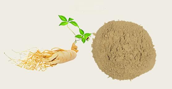 人参皂苷如何调节免疫系统功能平衡？