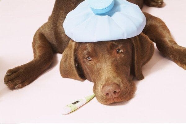 打完狂犬疫苗可以吃什么