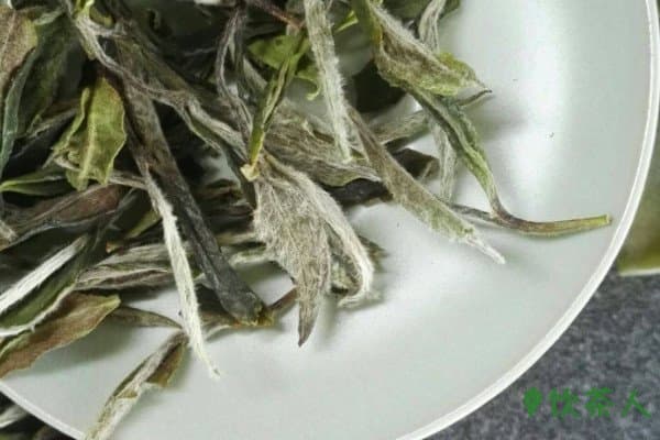 福鼎白茶怎么泡温度，福鼎白茶如何冲泡最好(好茶五大技巧)