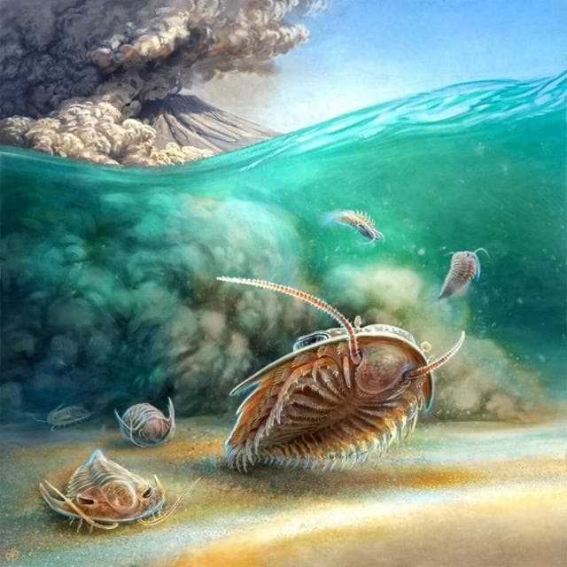 亿年前"庞贝"三叶虫化石的发现颠覆了对这一早已灭绝族群的认识