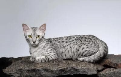 猫咪的“心灵感应”揭秘：它们真的能够洞悉主人的健康状况吗？