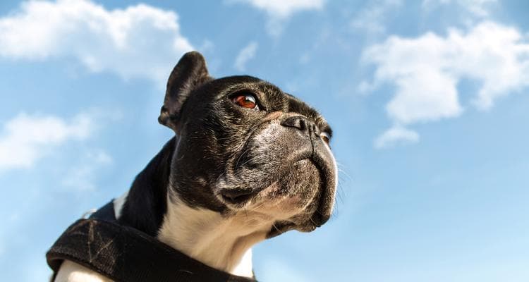 斗牛犬的饮食需求及营养摄入（了解斗牛犬的食谱和健康饮食习惯）