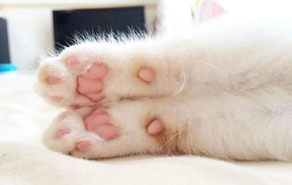 猫咪胡须的奥秘：结构、功能与护理全解析