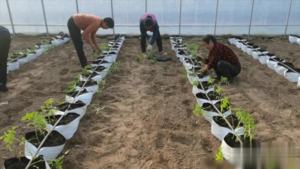 无土栽培番茄技术全攻略：从定植到管理的全程指导