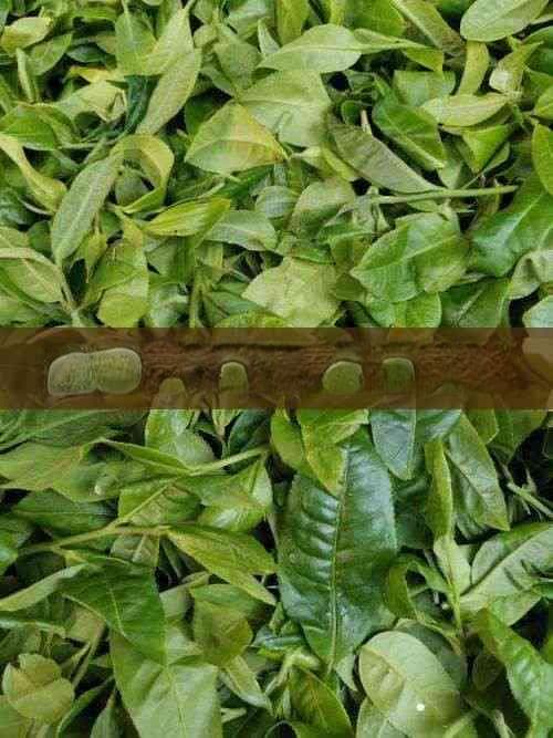 木耳煮水喝的功效与正确方法：全面解析木耳水饮用的利与弊