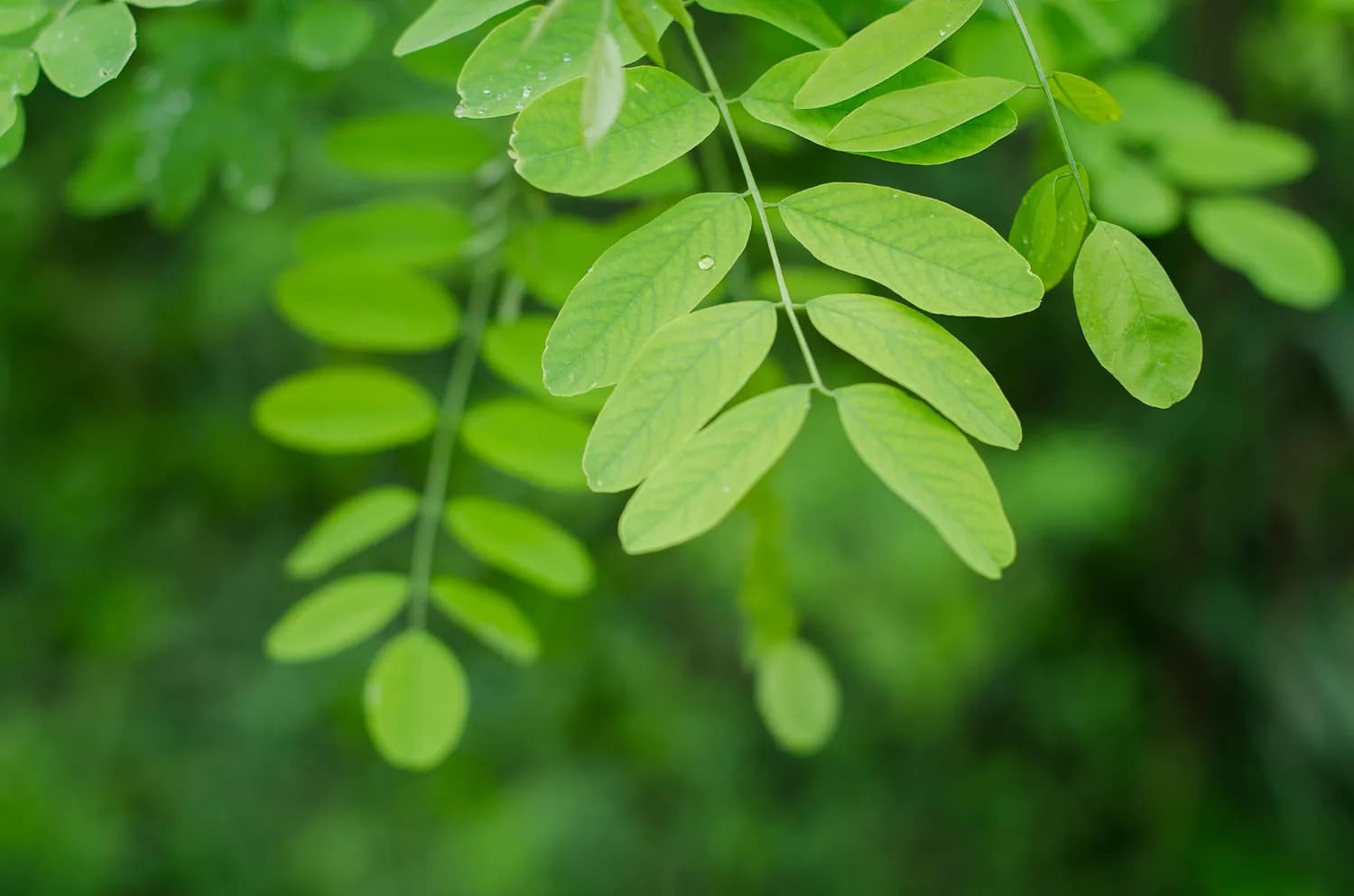 中医师推荐：这些降压中成药靠谱！