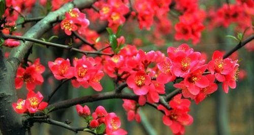 海棠花语：从美好到坚韧的多重寓意