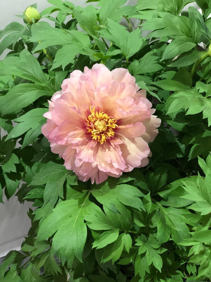 廊坊适合养什么花？市花和市树是什么？