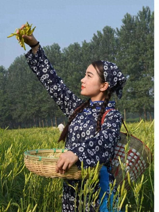 我国十大黄花菜产地：从西北到东南的金色传奇