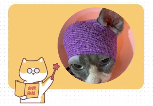 猫咪耳血肿，耳朵肿得很厚怎么处理？