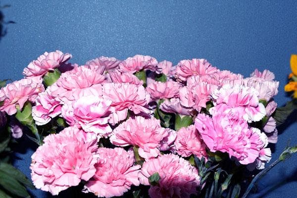 三八妇女节：18周岁以上女性的节日