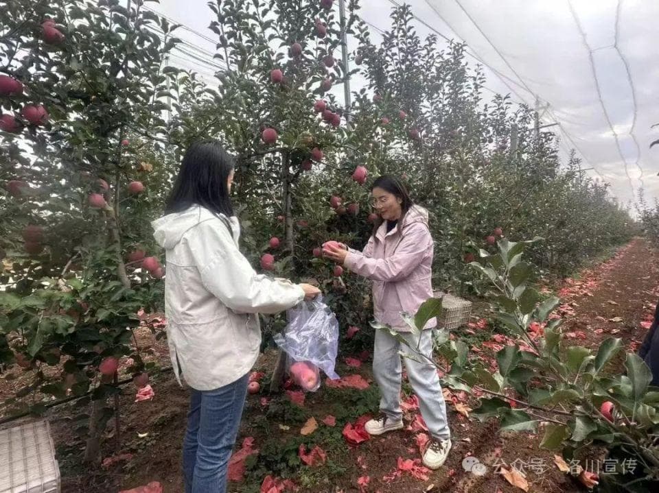 洛川：全力推进洛川苹果特征品质评价与全产业链标准体系构建项目