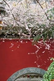 樱花粉 桃花红