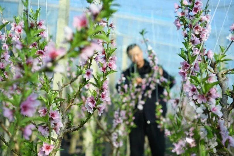 乐亭：桃花樱桃相映红 深冬展望好年景