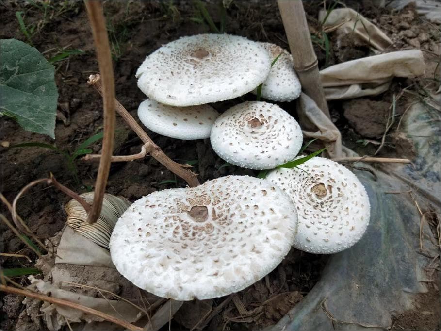 警惕来自“蘑界”的致命诱惑！野外踏青遇见它们，千万别采