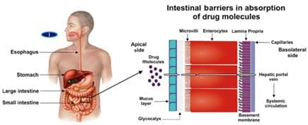 如何提高口服药物吸收和生物利用度？