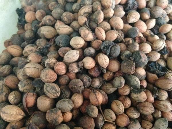 钙果种子种植方法，这样做让产量更高