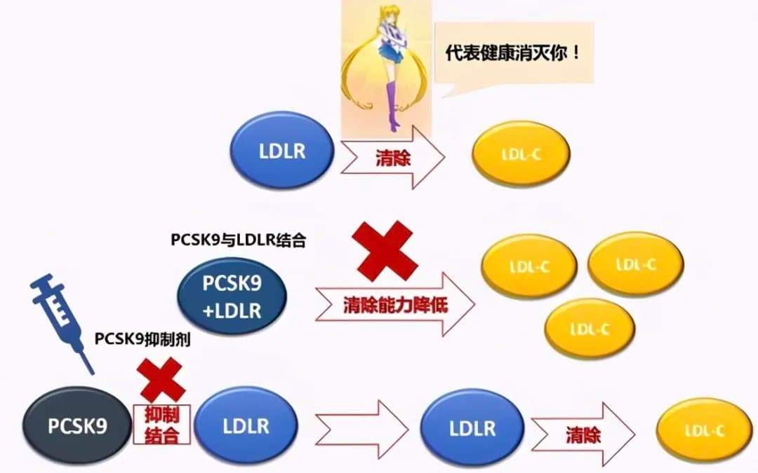 PCSK9 抑制剂：降脂药阵营的后起之秀