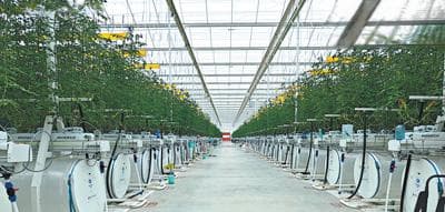 智能连栋温室实现番茄越夏，翠湖农业推动设施农业降本增效
