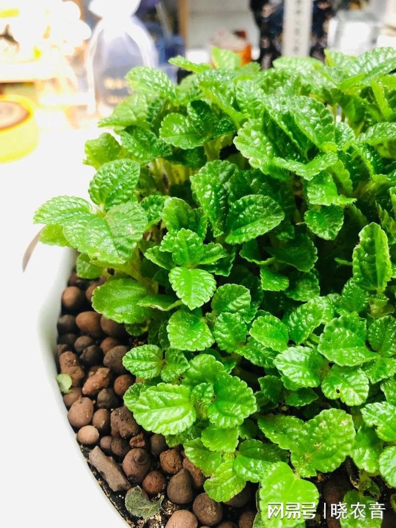 香蜂花的别名与盆栽种植指南