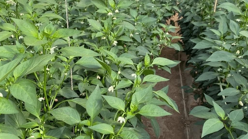 青椒种植全攻略（播种、育苗、管理等详细指南，让你轻松掌握！）