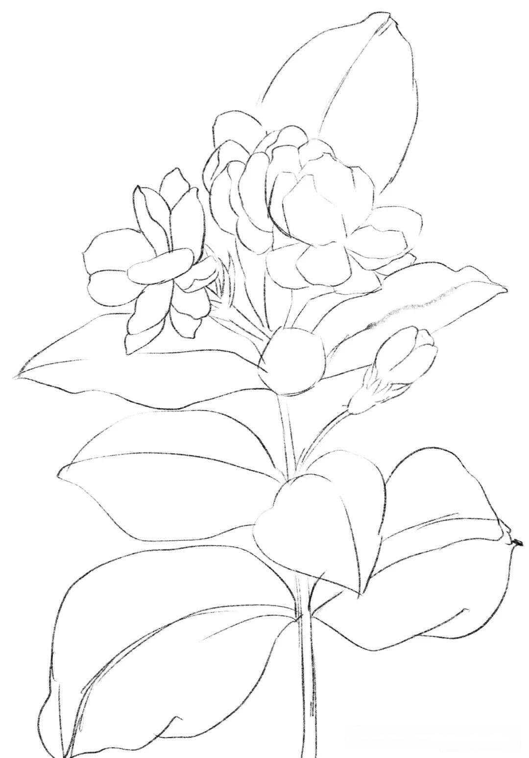 好一朵美丽的茉莉花，线描简笔画教程，一笔一笔教你画