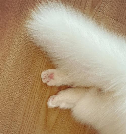 探秘猫咪爪子的奥秘