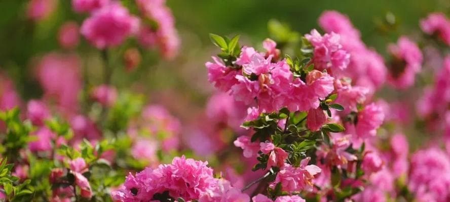 杜鹃花的花期及持续时间（揭开杜鹃花盛放的神秘面纱）