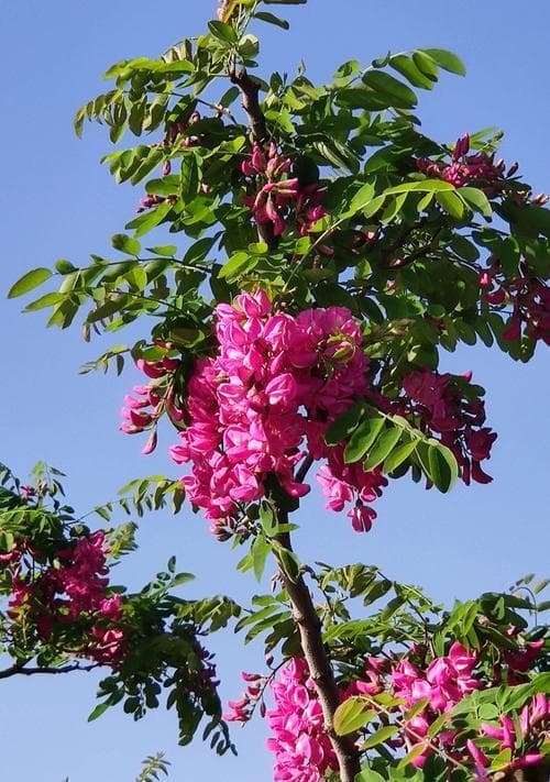 槐花的花语意义——寄托希望和永恒的花朵