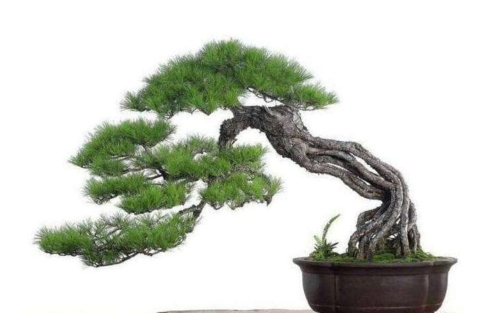 松树盆景如何养护 山松盆景的日常养护方法及注意事项