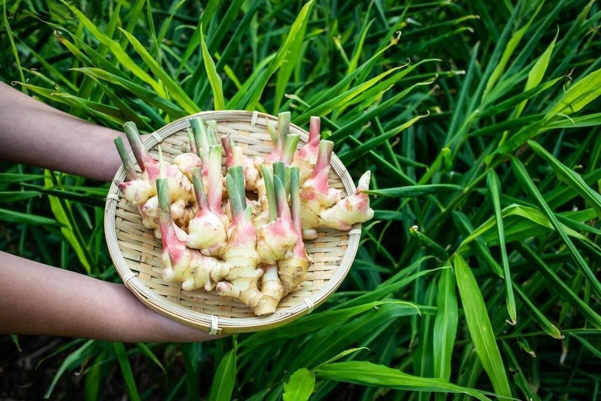 种姜全过程详解：从选址到收获的完整指南