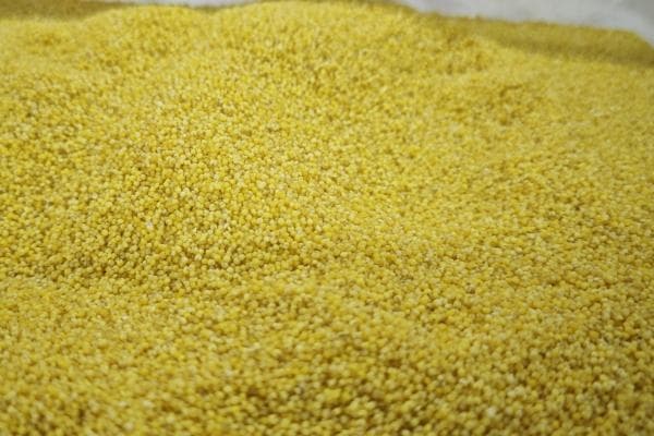 小米汤的功效与作用、禁忌和食用方法