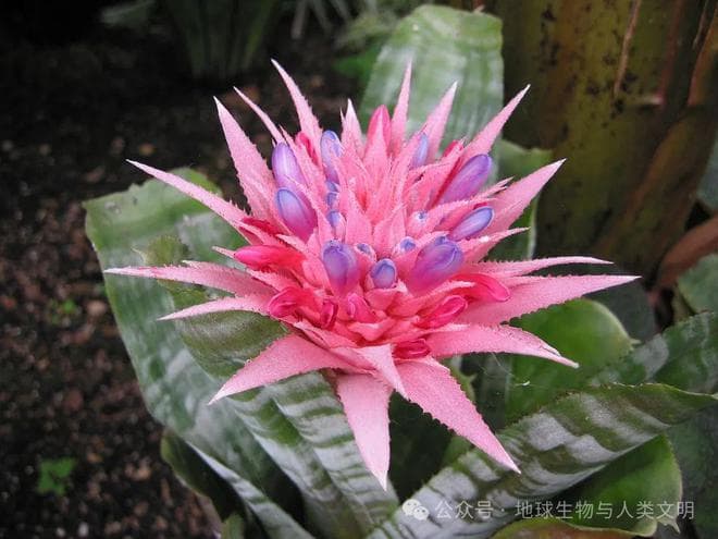 【植物界全系列】凤梨科—凤梨亚科（下）：巢凤梨