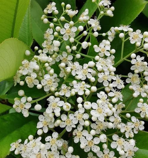 石楠花花语：吉祥、勇气与爱情的象征