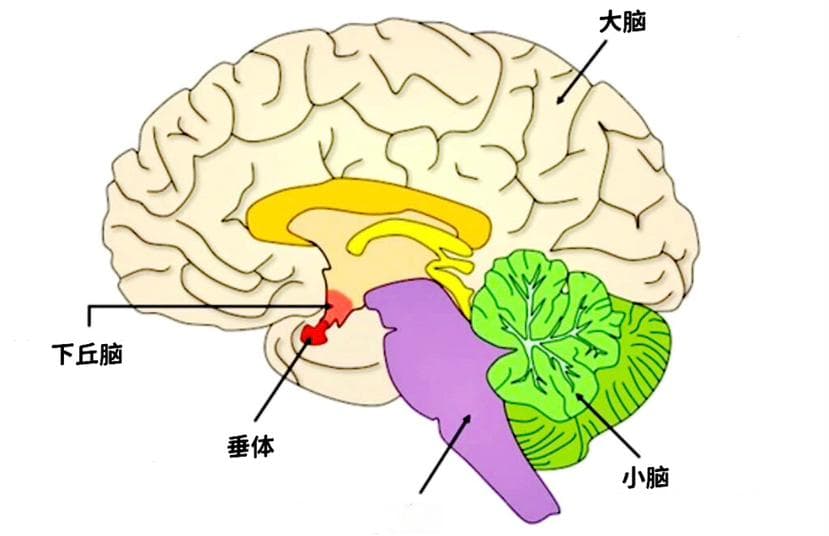 正确认识脑肿瘤：从分类、诊断到预防