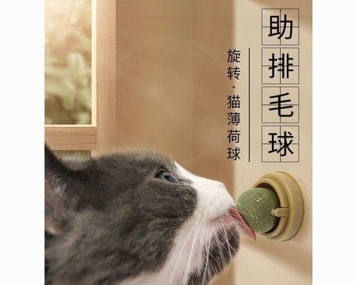 猫咪为什么喜欢咬逗猫棒？15个原因解析猫咪的玩乐天性