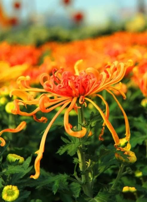 “青驰菊”是什么？