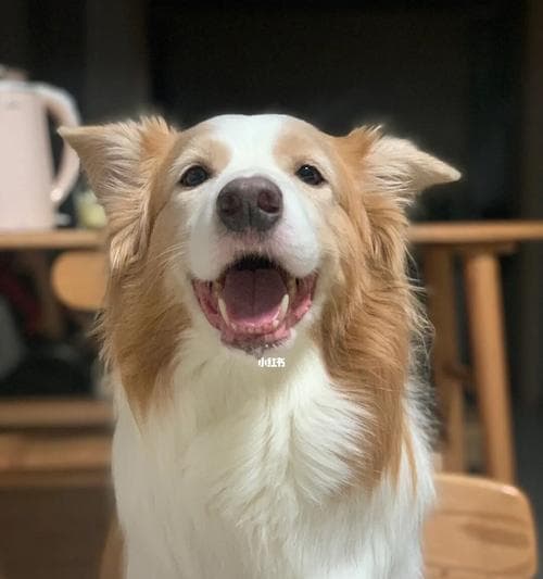 狗狗是如何表达愉悦的？（探究狗狗的表情与行为，了解狗狗的快乐源泉）