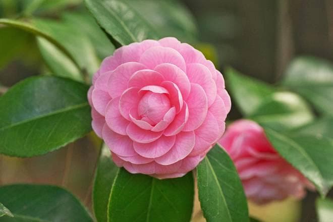 掌握这些要点，轻松养好茶花：温度、土壤、浇水等养护知识全知道