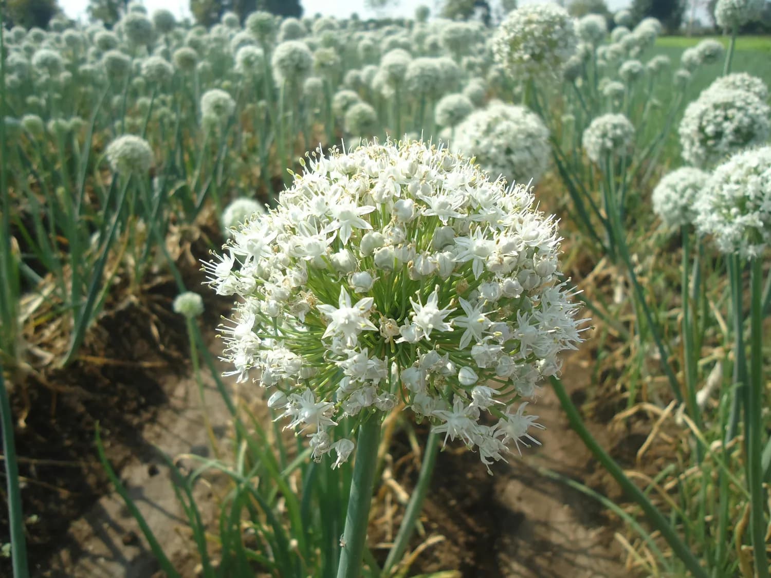 冬季养生：吃韭菜花增强免疫力