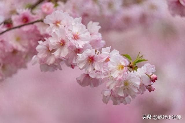 四月旅游，国内五大热门城市，实用攻略奉上