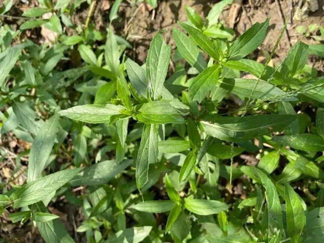 中草药染料：墨旱莲