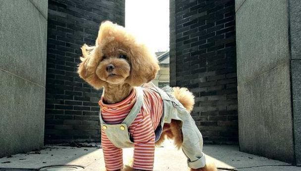 贵宾犬的优势和真相（为什么贵宾犬不必断尾？）