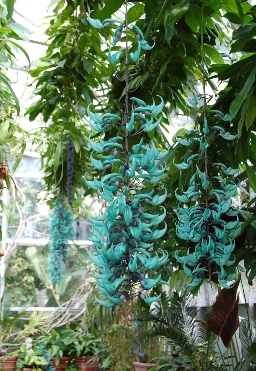 【植物大课堂】翡翠葛又名碧玉藤，一种极具观赏价值的异域植物
