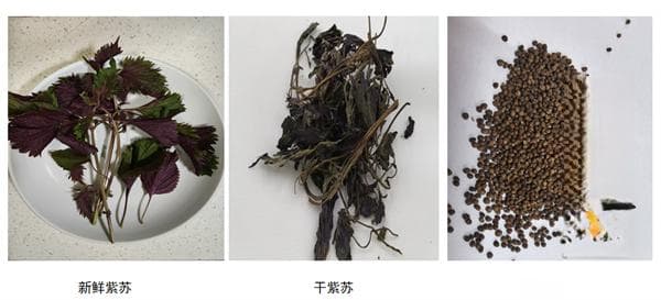 常用中药100味｜紫苏：药食同源的千年草本植物